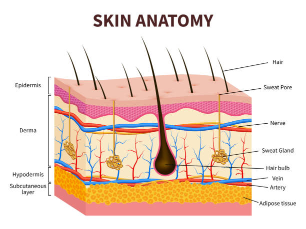 skin anatomy